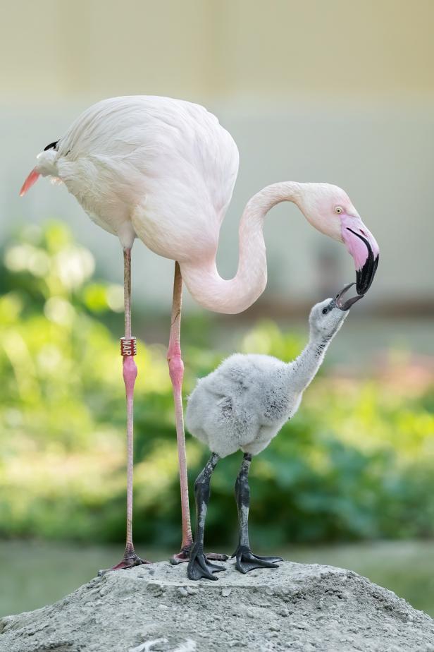 Nachwuchs in Schönbrunn: Flamingo-Küken erkunden die Anlage