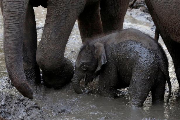A 6-day old Asian elephant calf stands in its enclosure at the Safari Zoo in Ramat Gan, near Tel Aviv