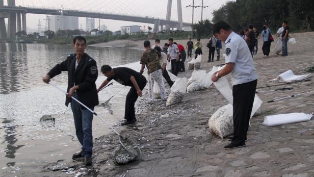 Menschen sammeln mit Netzen tote Fische am Ufer eines Flusses ein.