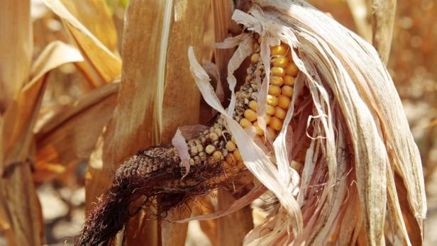 Ein reifer Maiskolben mit gelben Körnern und trockenen Blättern.