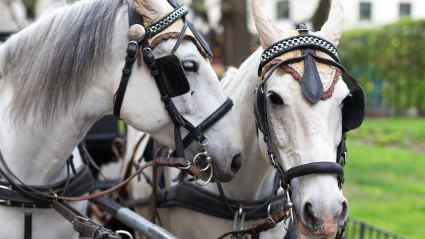 Tierschutz vs. Fiaker: Zwei Seiten der Pferdeliebe