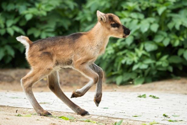 Tiergarten Schönbrunn eröffnet am Freitag mit Rentier-Babys