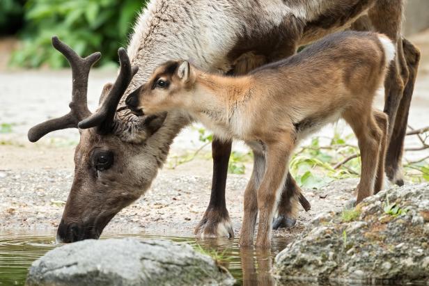 Tiergarten Schönbrunn eröffnet am Freitag mit Rentier-Babys