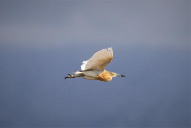 Burgenländische Vielfalt: 172 Vogelarten an einem Tag entdeckt