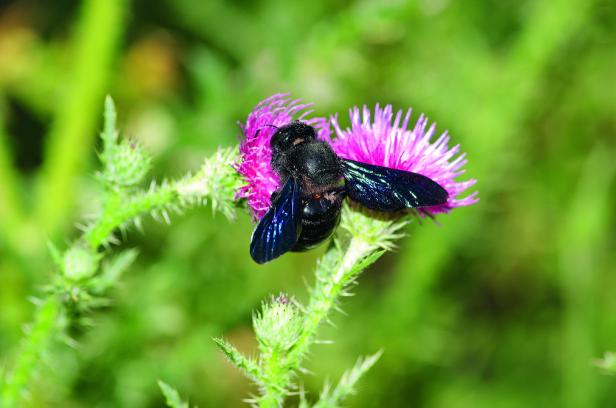 Das Geheimnis der Blauen Biene: Warum sie in Österreich verbreitet ist