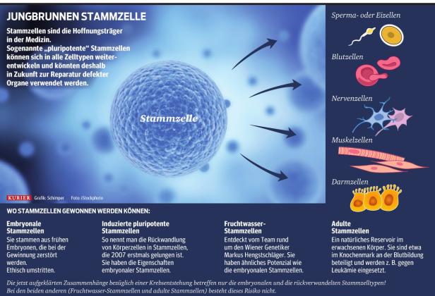 Wie Stammzelltherapien sicherer werden