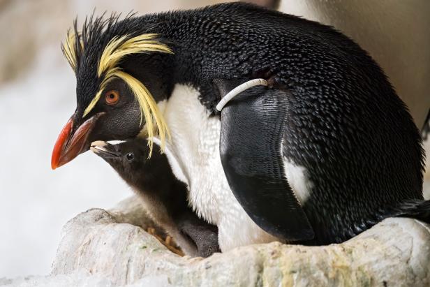 Flauschiger Nachwuchs: Pinguin-Babys im Tiergarten Schönbrunn
