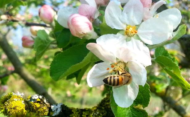 Landwirtschaftskammer veröffentlicht Partnerbörse für Bienen