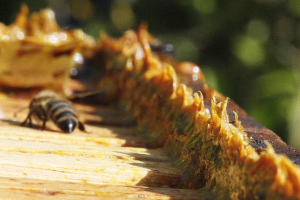 Von Hautwunden bis Krebs: Die Heilkraft der Bienen