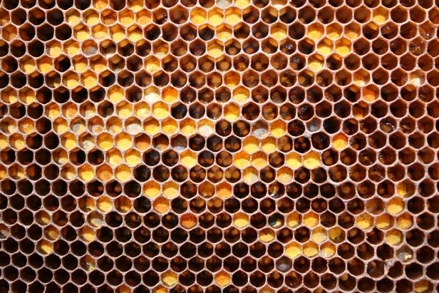 Von Hautwunden bis Krebs: Die Heilkraft der Bienen