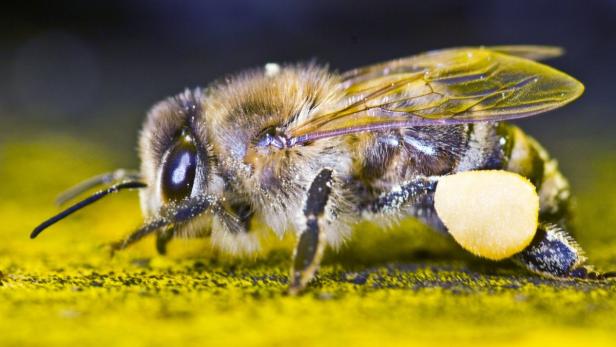 Von Hautwunden bis Krebs: Die Heilkraft der Bienen