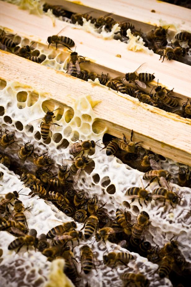 Von Hautwunden bis Krebs: Die Heilkraft der Bienen