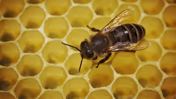 Von Hautwunden bis Krebs: Die Heilkraft der Bienen