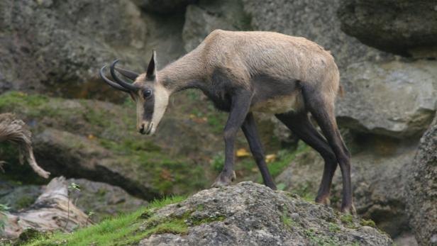 Auf Safari in den Alpen