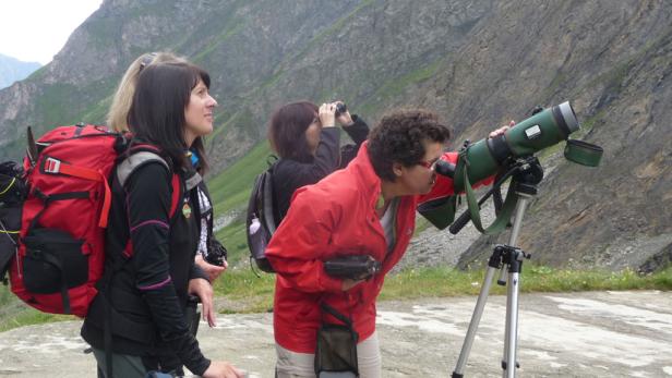 Auf Safari in den Alpen