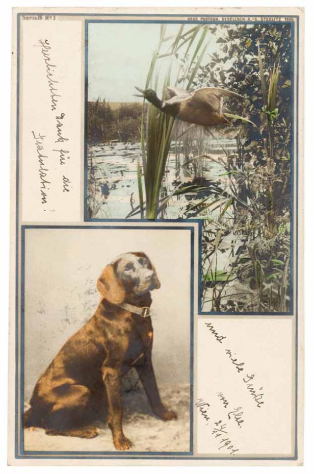 Eine Fotografie von einem Hund und einer Ente in einer Sumpflandschaft.