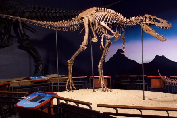 Das Skelett eines Tyrannosaurus Rex steht in einem Museum.