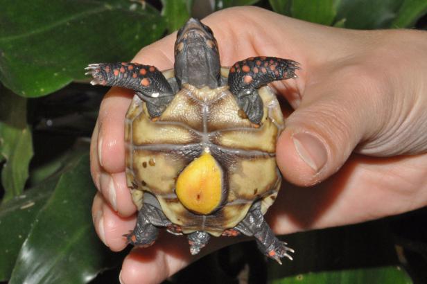 Landschildkröten-Nachwuchs im Haus des Meeres