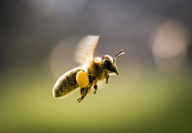 Mehr Hektar voller Nektar: Der Trend zur Biene