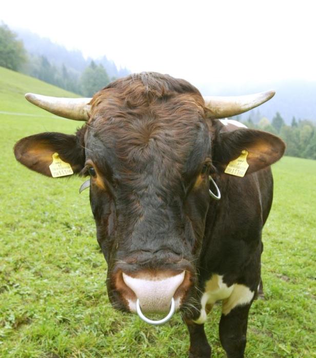 Ein brauner Bulle mit Nasenring steht auf einer grünen Wiese.