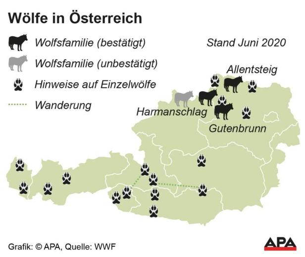 Drei Wolfsrudel in Österreich: Der Wald-Polizist ist zurück