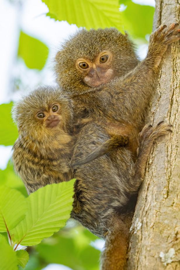 Nachwuchs: Daumengroßes Affenbaby im Tiergarten Schönbrunn