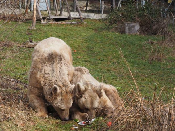 Bärenwald Arbesbach: Ehemaliger Zirkusbär verstorben