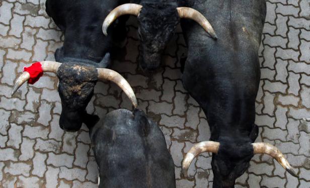 Draufsicht auf vier schwarze Stiere mit Hörnern auf einem gepflasterten Untergrund. Ein Stier hat ein rotes Tuch am Horn.