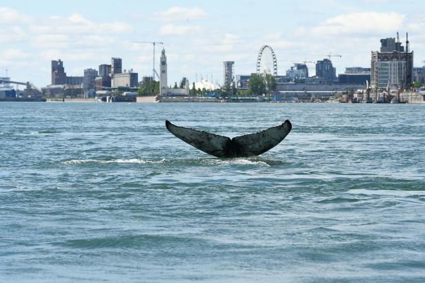 Vor Montreal aufgetauchter Wal ist gestorben