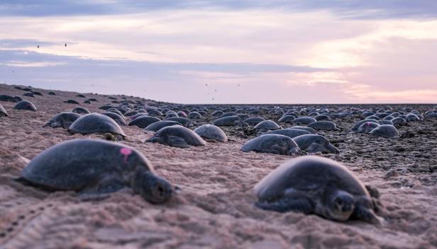 Video: Zehntausende gefährdete Meeresschildkröten mit Drohne entdeckt
