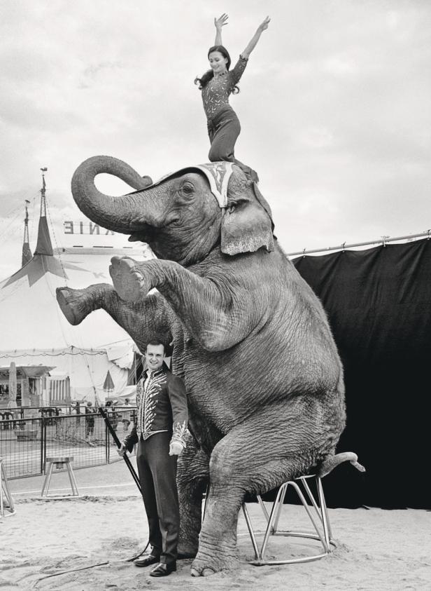 Neue Elefantenliebe: Auf den Spuren der Faszination Elefant im Wandel der Zeit