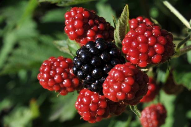 Die Beeren sind los - jetzt oder nächstes Jahr