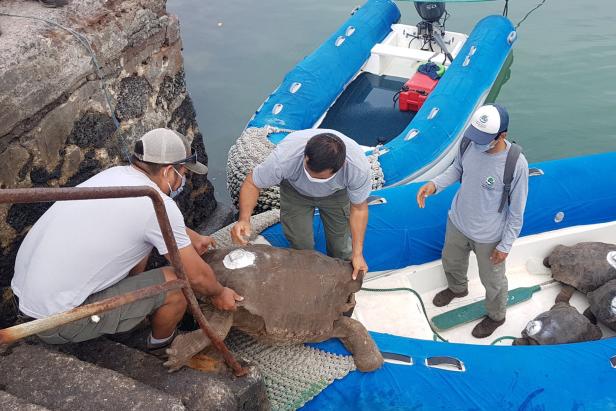 Spezies gerettet: Potente Riesenschildkröte Diego geht in Pension