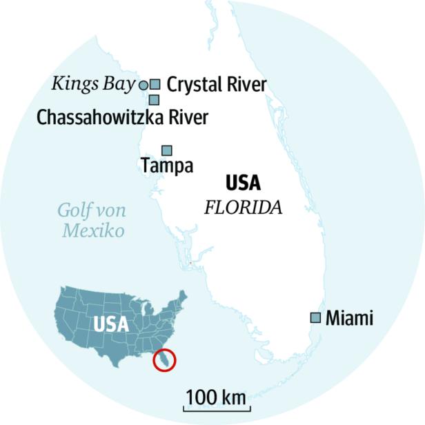 Auf Tauchfühlung mit Seekühen an der Küste Floridas