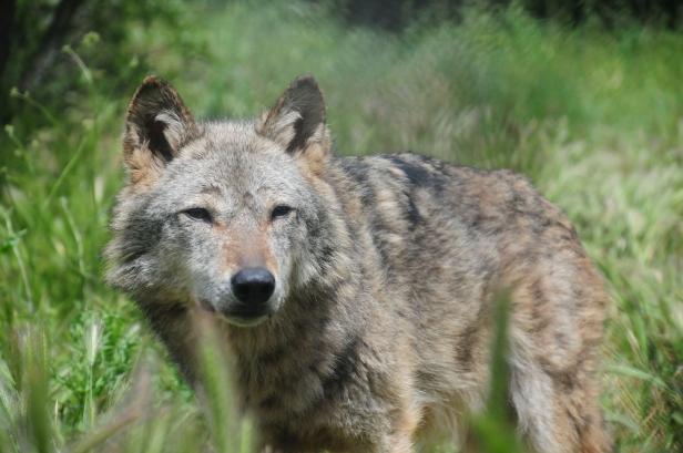 Tirol: Tier bei Riss von Rehkitz beobachtet - Wolf vermutet
