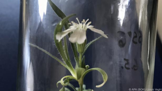"Silene stenophylla" zählt zu den Nelkengewächsen