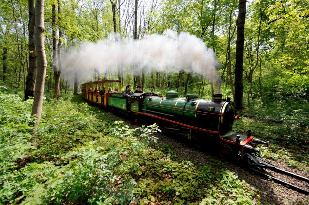 Eine kleine grüne Dampflokomotive fährt mit Passagieren durch einen Wald.