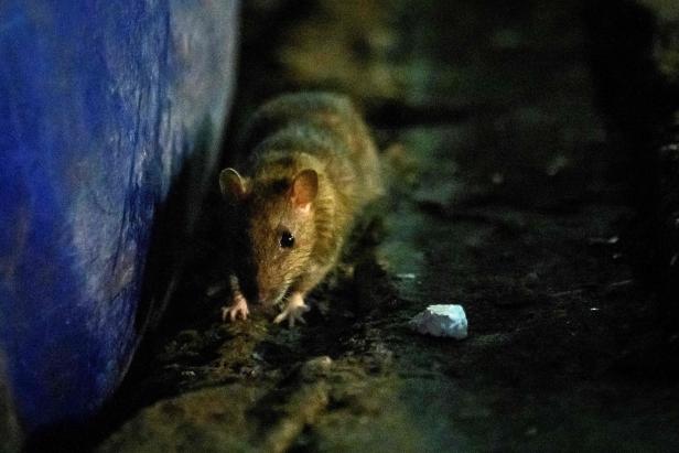 Kannibalische Ratten zogen an den Londoner Stadtrand