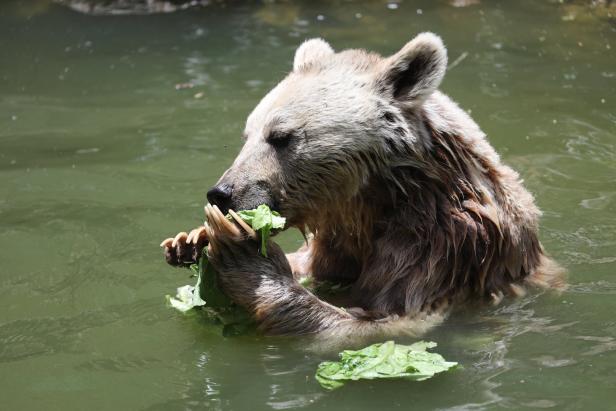 Video: Tierliebe Familie befreit Bären aus Krug