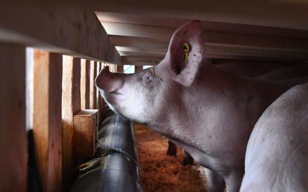 Chinesische Forscher warnen vor neuem Schweinegrippe-Virus