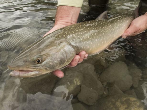 Der Steckerlfisch: Kulinarisches Schmankerl am Traunsee