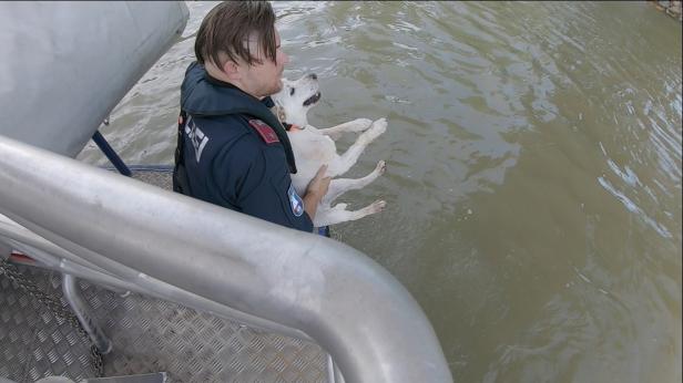 Donau: Wasserpolizei rettete Hund vor dem Ertrinken