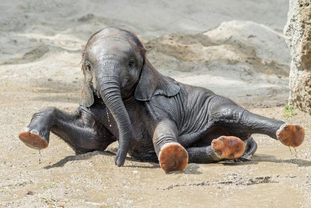Ein Babyelefant-Abstand: Geburtstagsparty im Tiergarten Schönbrunn