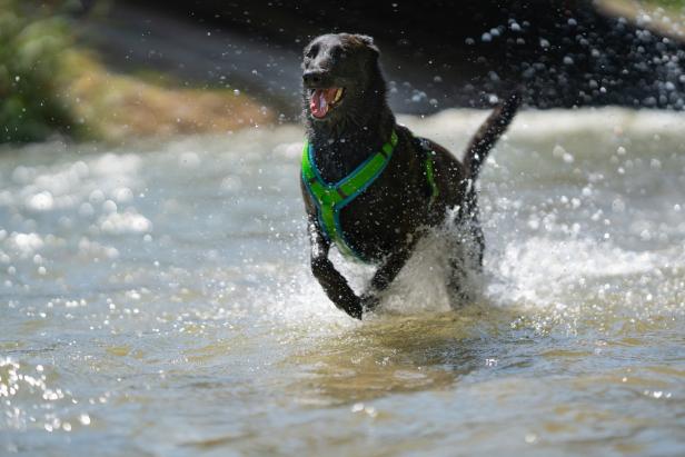 Neufelder See: Wasserrettung durch den Hund