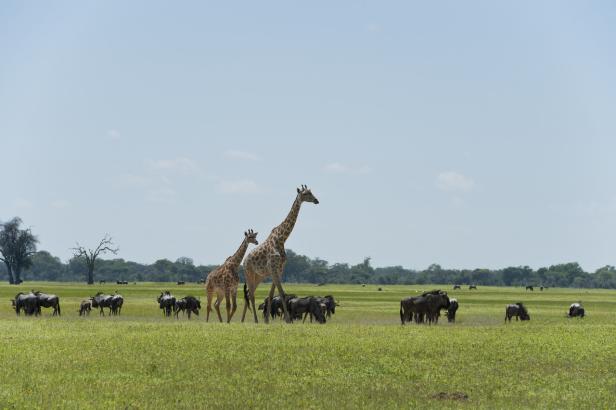 Der Traum von einer Safari in Afrika: Fünf großartige Ziele