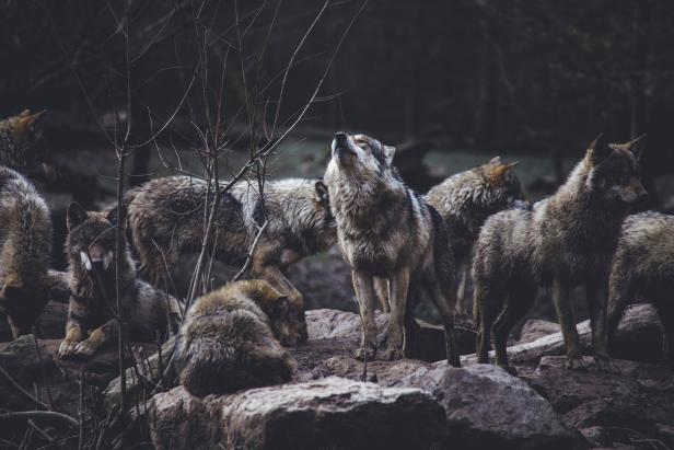 Studie: Wölfe stabilisieren Ökosystem