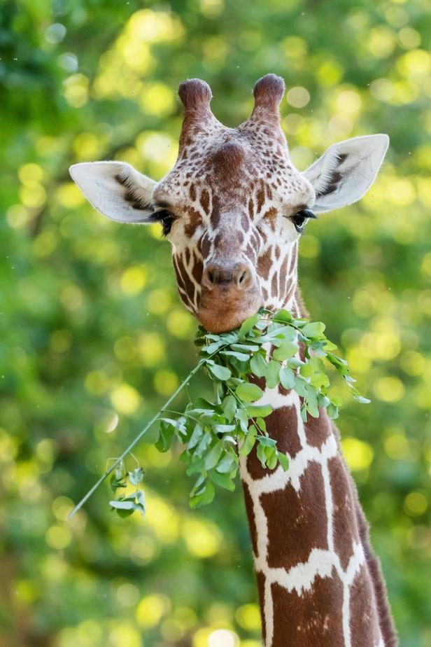 Tiergarten Schönbrunn: Auge in Auge mit den Giraffen