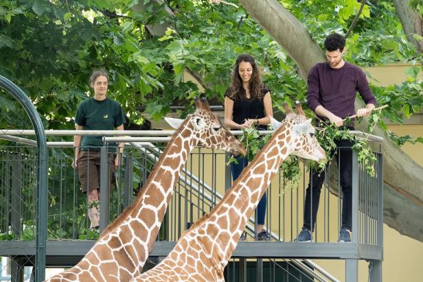 Tiergarten Schönbrunn: Auge in Auge mit den Giraffen