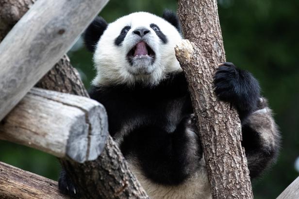 Weil Panda-Baby Behandlung braucht: Mama umsorgt jetzt Puppe