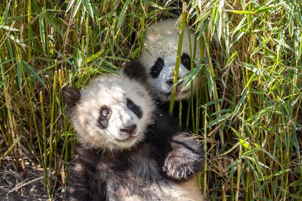 Weil Panda-Baby Behandlung braucht: Mama umsorgt jetzt Puppe